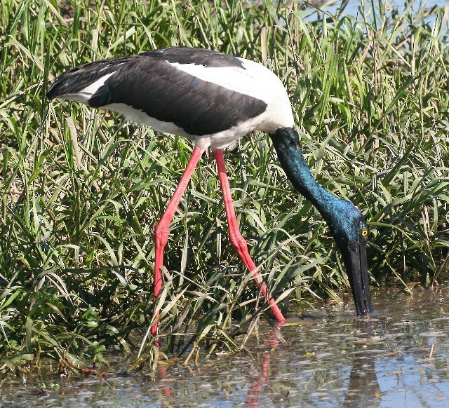 Black-necked Stork - Rhonda Hansch