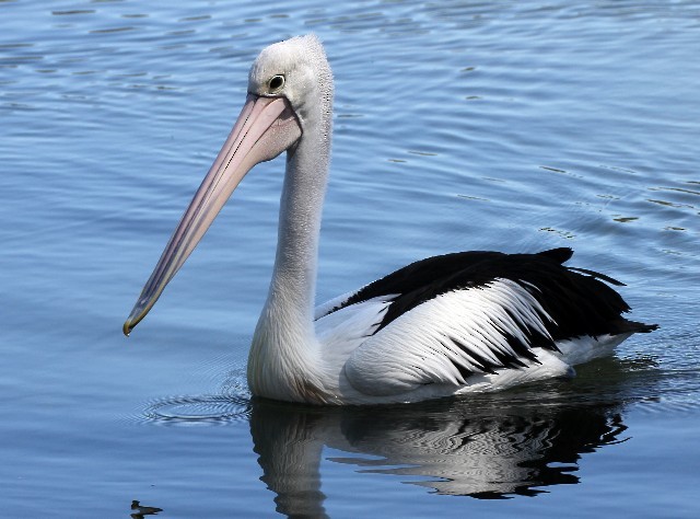 Australian Pelican - Rhonda Hansch