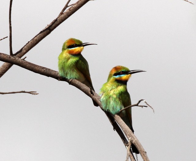 Rainbow Bee-eater - Rhonda Hansch
