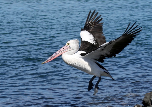 Australian Pelican - Lindsay Hansch