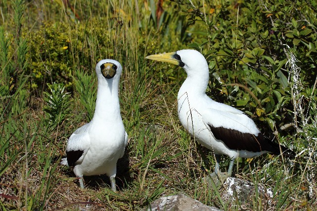 Masked Booby - ML204346871