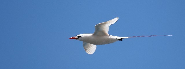 Red-tailed Tropicbird - Lindsay Hansch