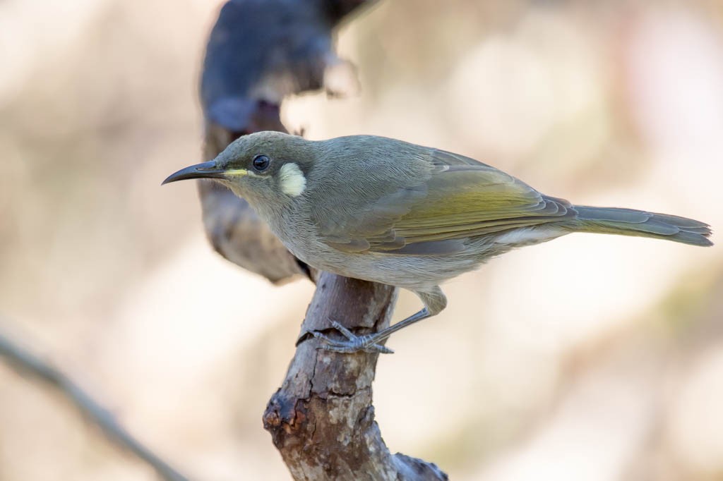 Yellow-spotted Honeyeater - Lindsay Hansch