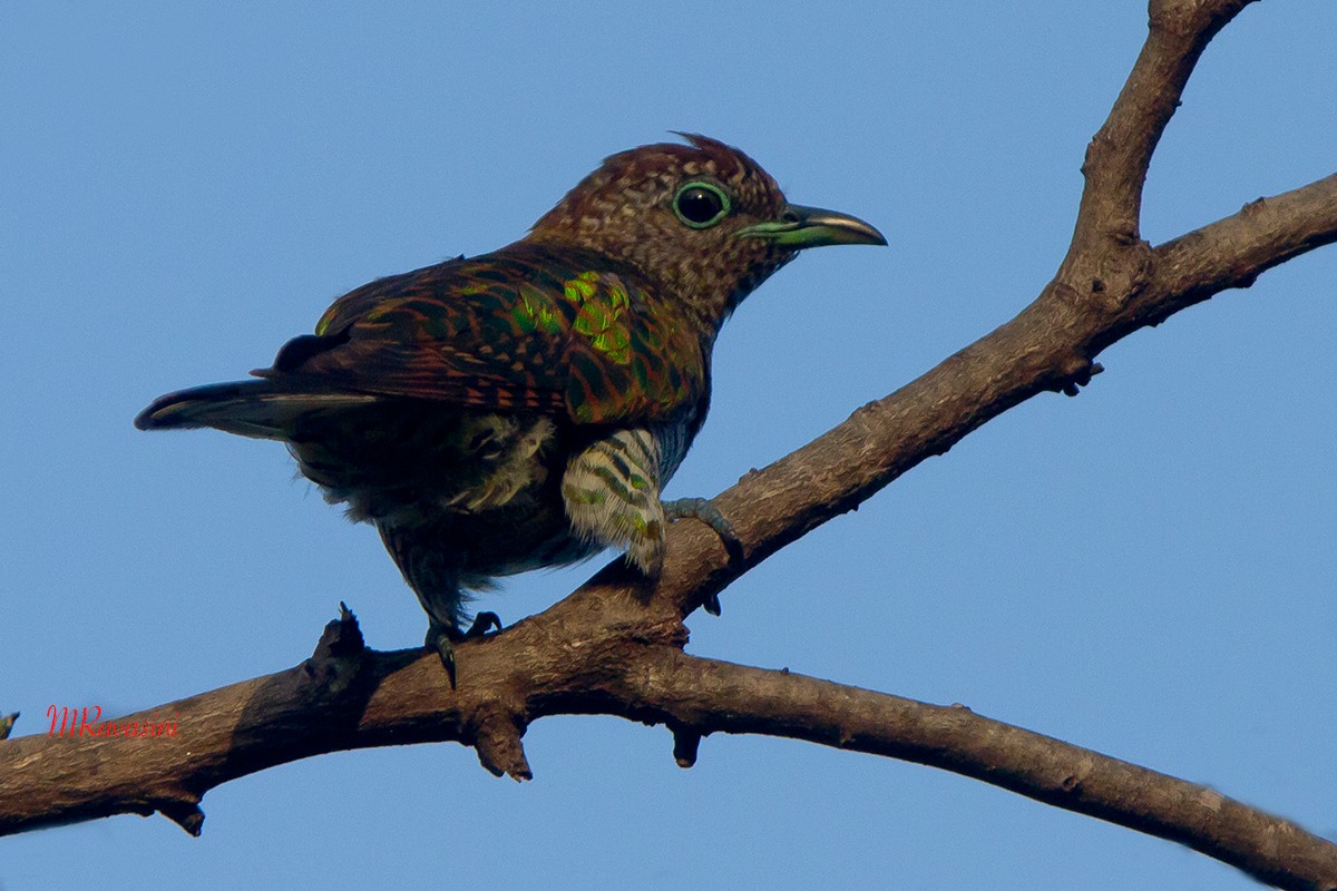 African Emerald Cuckoo - ML204347101