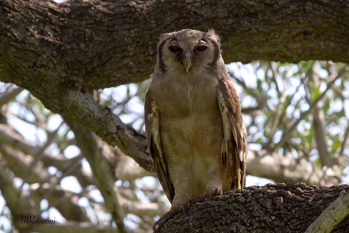 Verreaux's Eagle-Owl - Maurizio Ravasini
