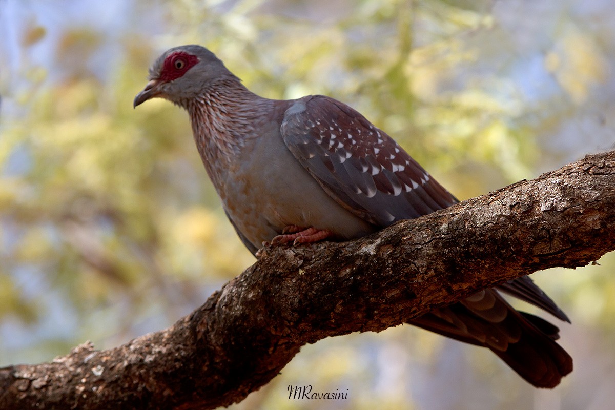 Speckled Pigeon - ML204347251