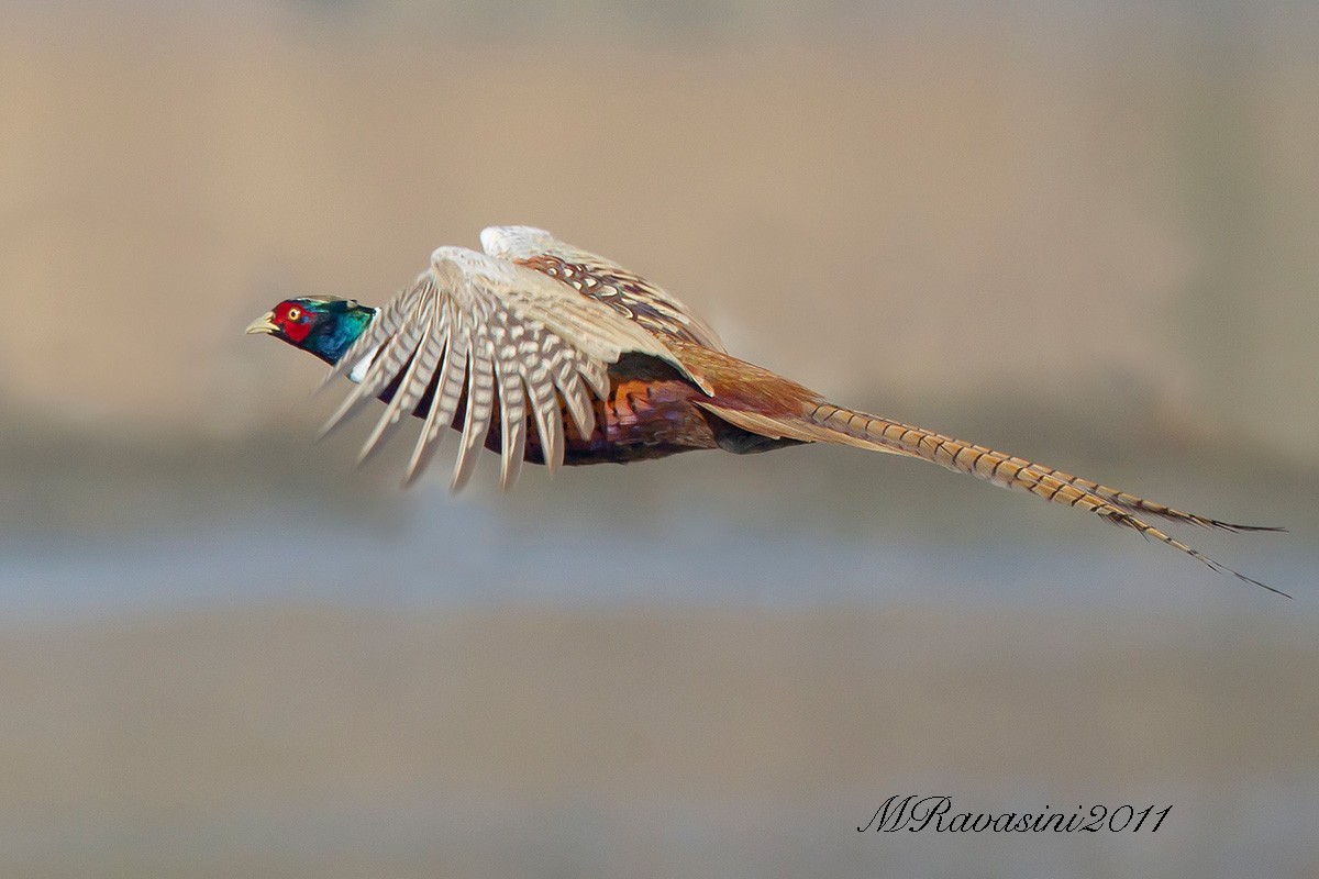 Ring-necked Pheasant - Maurizio Ravasini