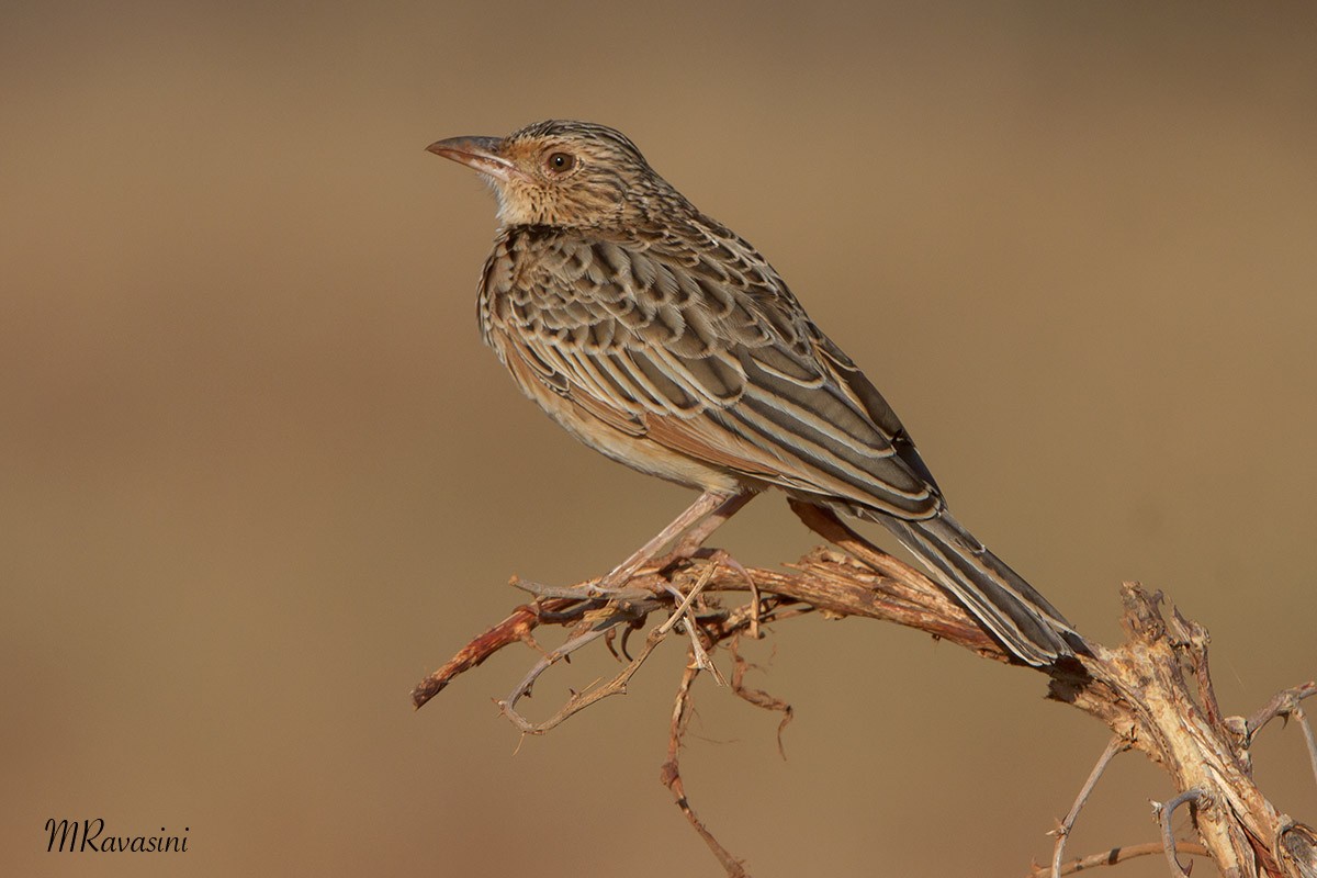 Red-winged Lark (Red-winged) - ML204347391