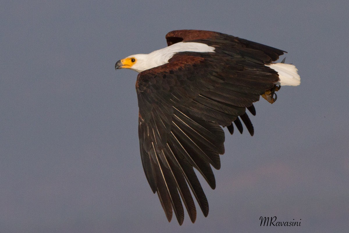 African Fish-Eagle - ML204347481