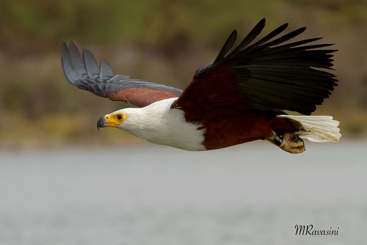 African Fish-Eagle - ML204347491
