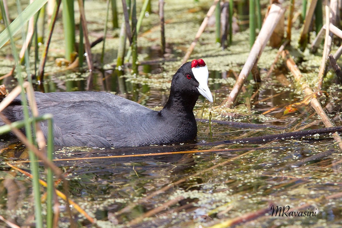 Red-knobbed Coot - ML204347571