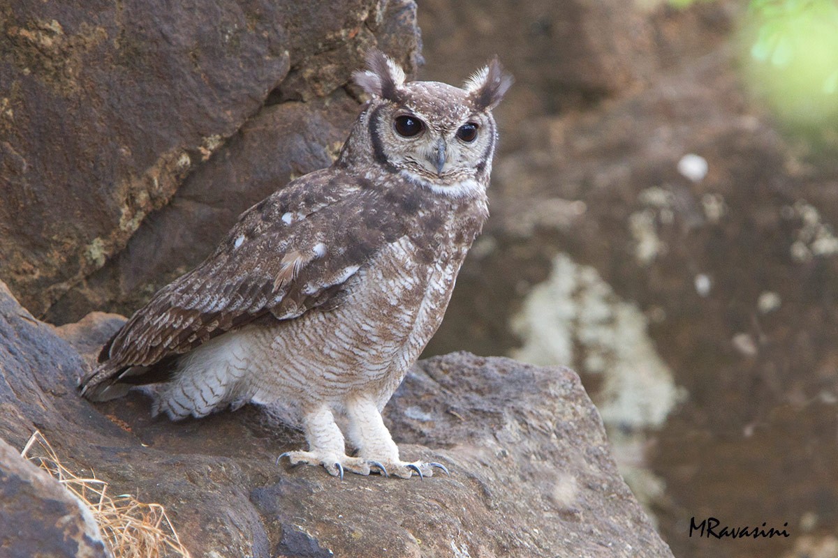 Grayish Eagle-Owl - Maurizio Ravasini