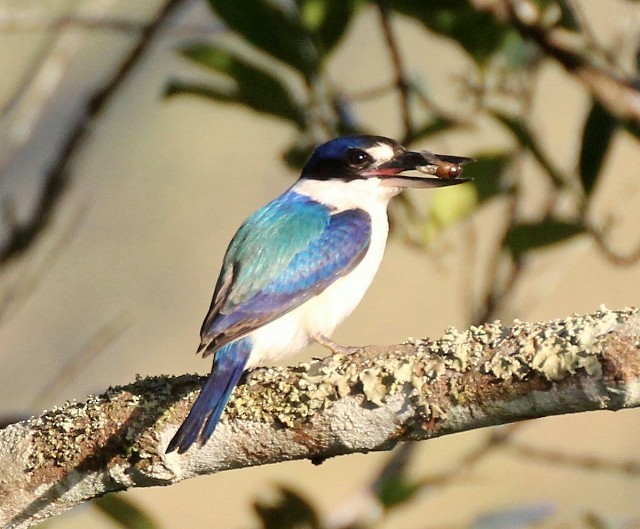 Forest Kingfisher - Rhonda Hansch
