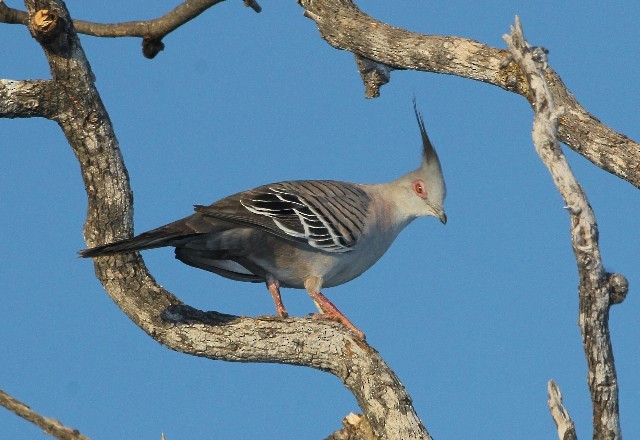 Crested Pigeon - Rhonda Hansch