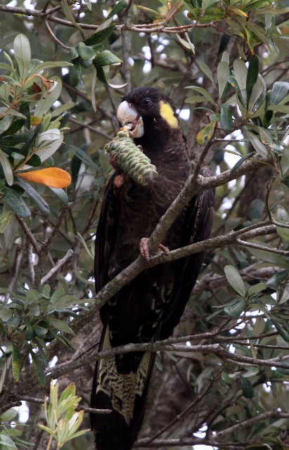 Yellow-tailed Black-Cockatoo - Lindsay Hansch