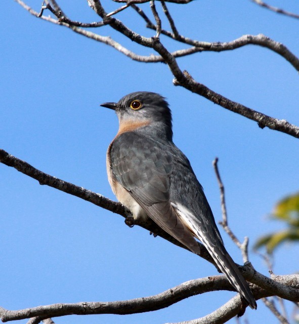 Fan-tailed Cuckoo - Lindsay Hansch