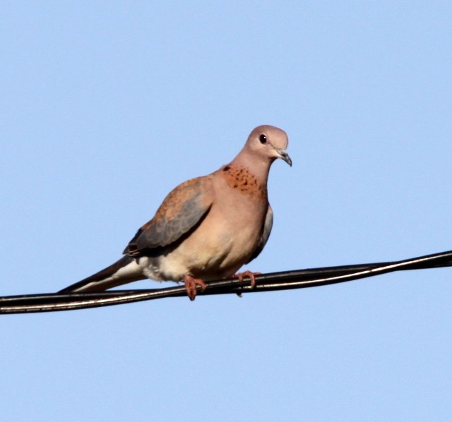 Laughing Dove - ML204348421