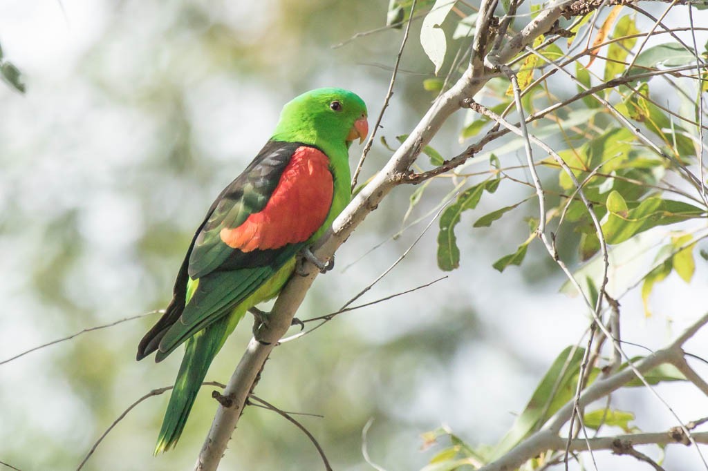 Red-winged Parrot - Lindsay Hansch