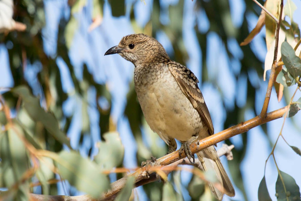 Spotted Bowerbird - Lindsay Hansch