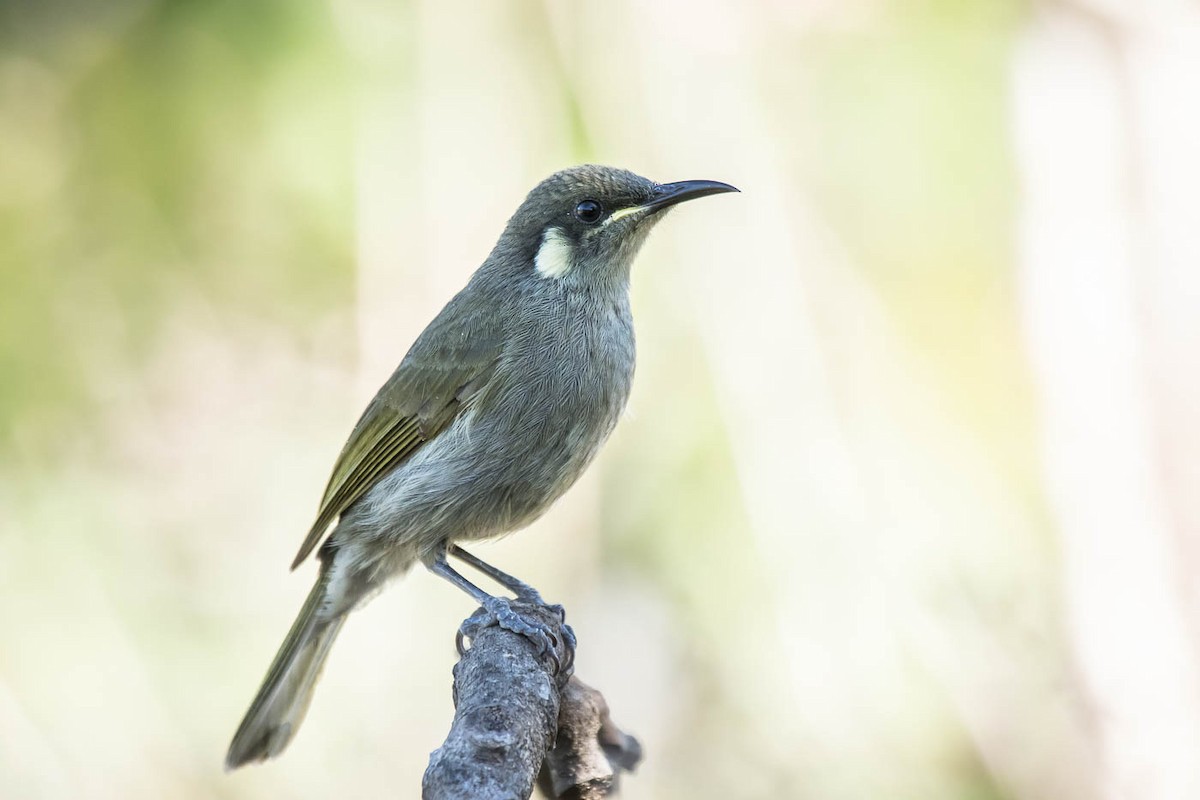 Yellow-spotted Honeyeater - Lindsay Hansch