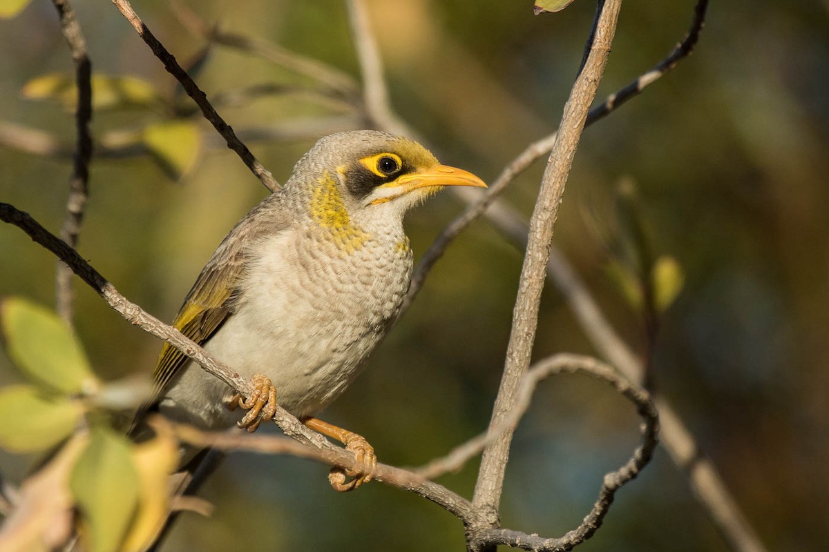 Yellow-throated Miner - Lindsay Hansch