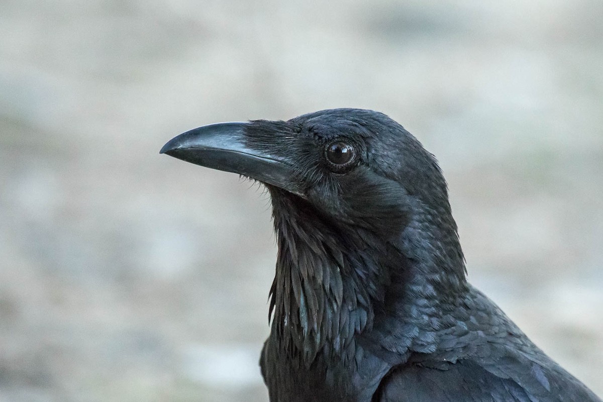 Australian Raven - Lindsay Hansch