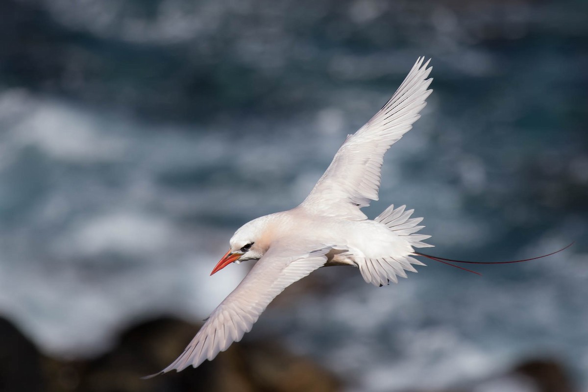 Red-tailed Tropicbird - ML204348891