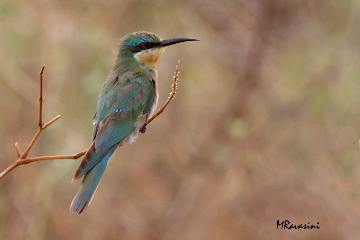 Somali Bee-eater - Maurizio Ravasini