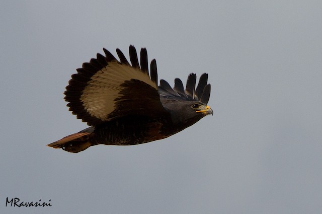 最高品質 レア！アカクロノスリ（Jackal buzzard）頭骨 ※捕獲