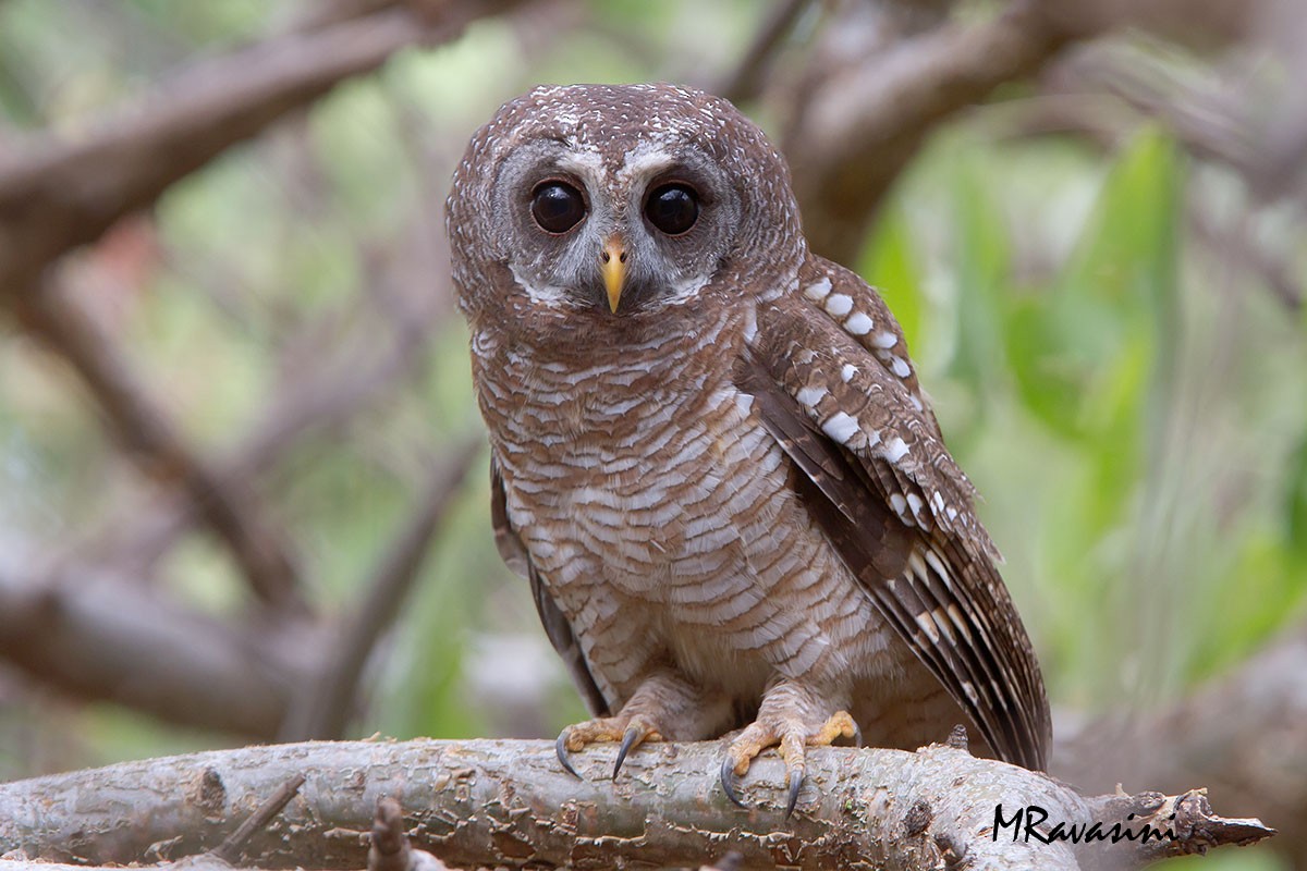 African Wood-Owl - ML204349351