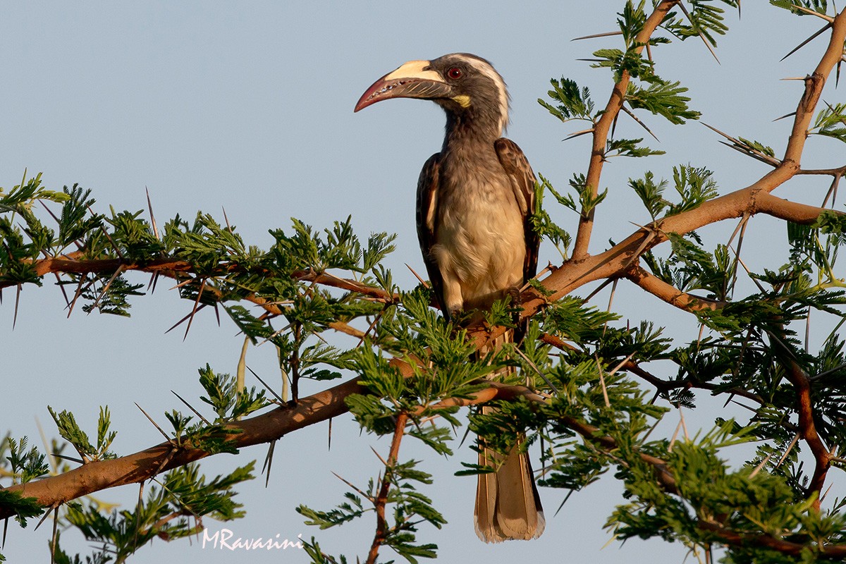 African Gray Hornbill - ML204349431