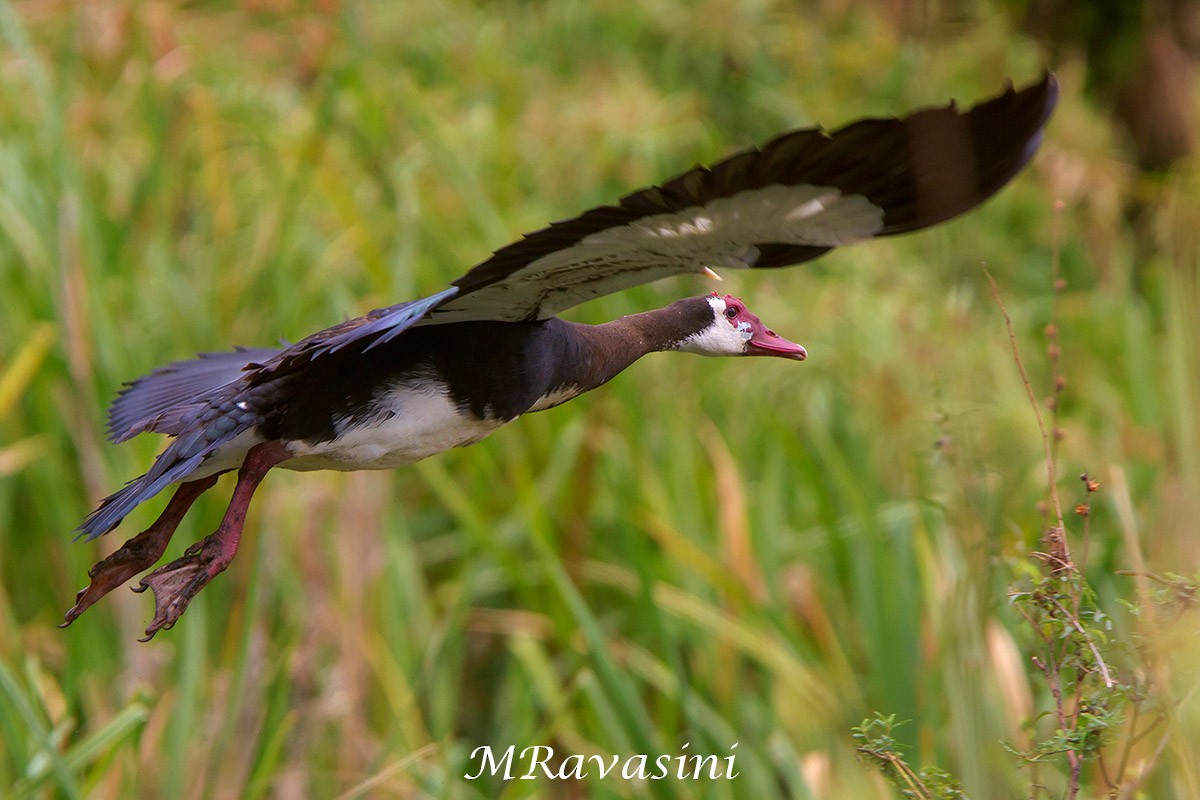 Spur-winged Goose (Northern) - Maurizio Ravasini