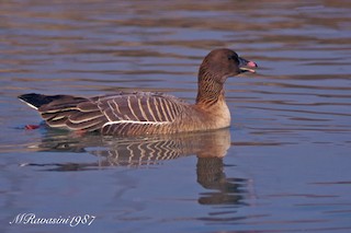 Pink-footed Goose, ML204349661