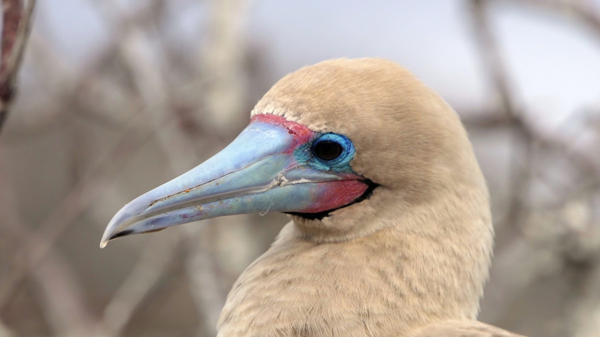 Red-footed Booby (Eastern Pacific) - ML204349881