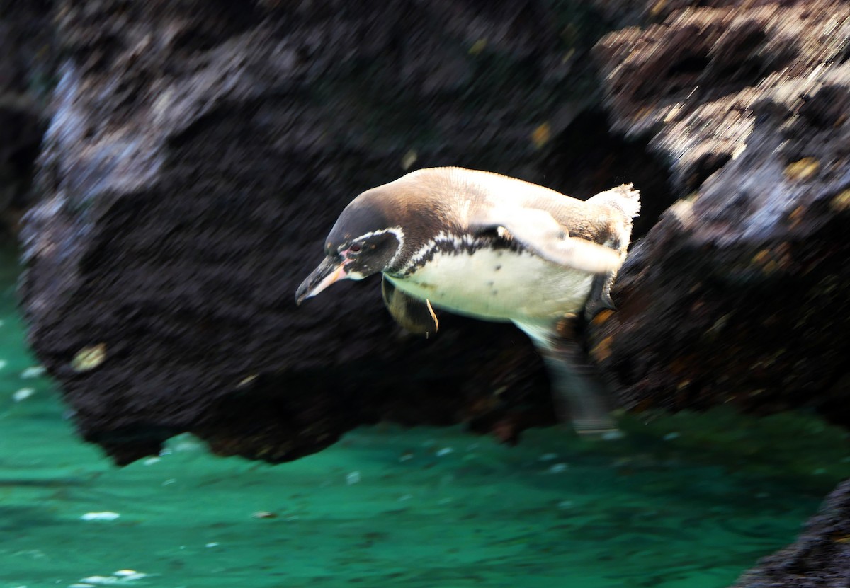 Galapagos Penguin - Paul Bartlett