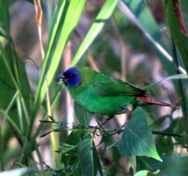 Blue-faced Parrotfinch - ML204350401