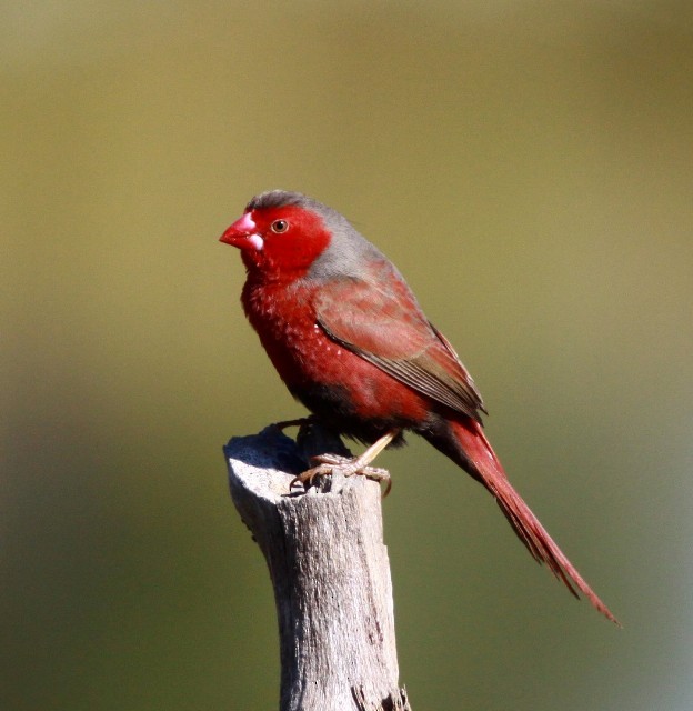 Crimson Finch (Black-bellied) - Lindsay Hansch