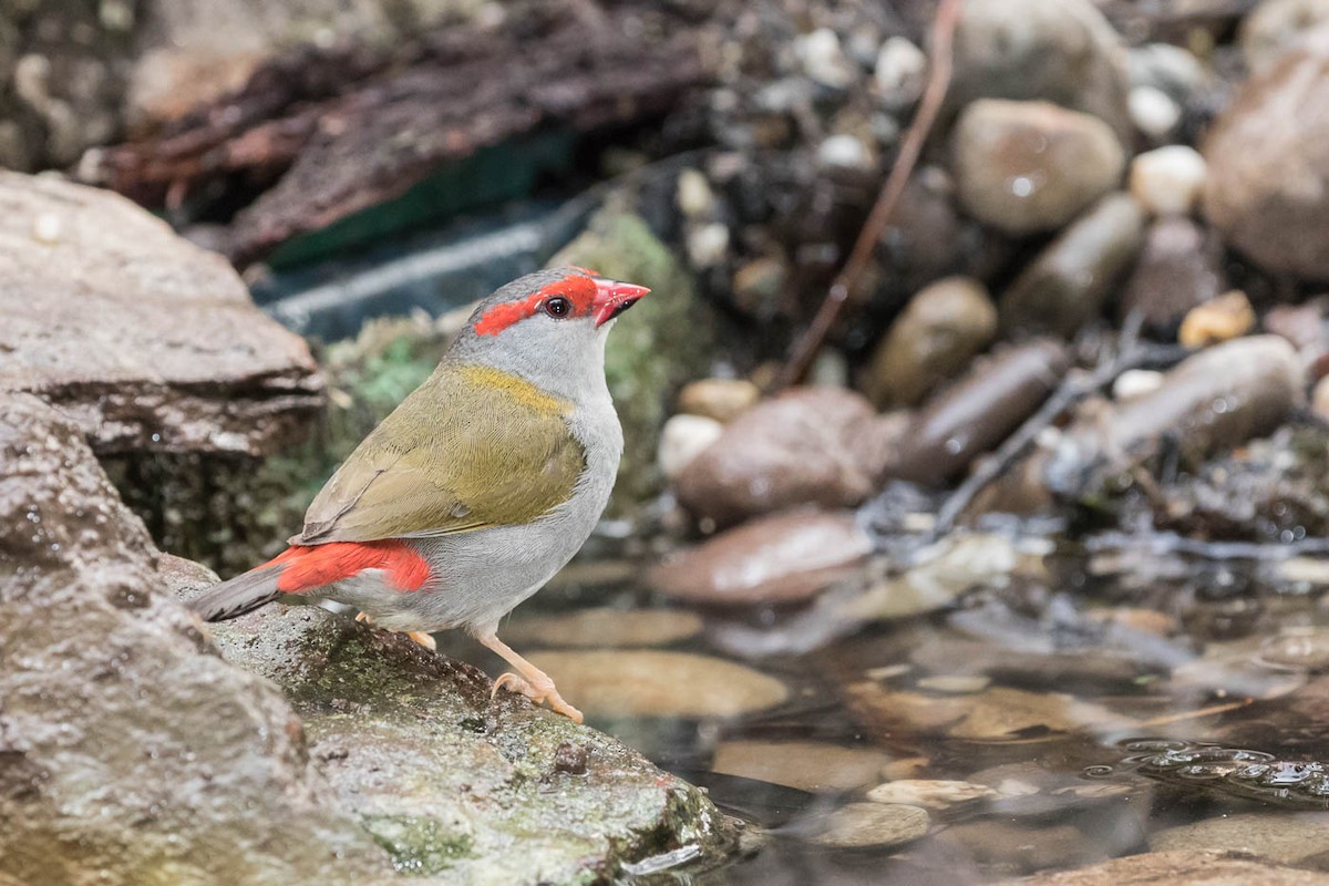 Red-browed Firetail - Lindsay Hansch