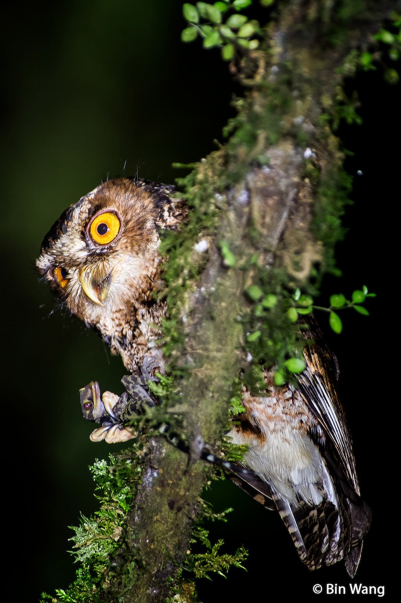 Rajah Scops-Owl (Sumatran) - ML204350821