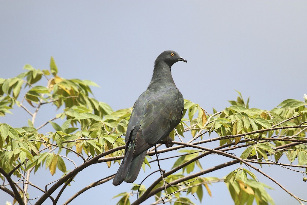 Christmas Island Imperial-Pigeon - ML204351151