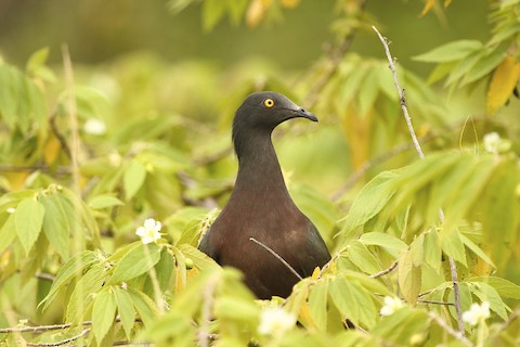 Photos - Christmas Island Imperial-Pigeon - Ducula whartoni - Birds of the  World