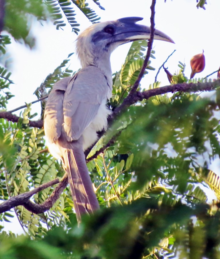 Indian Gray Hornbill - Shailesh Darji