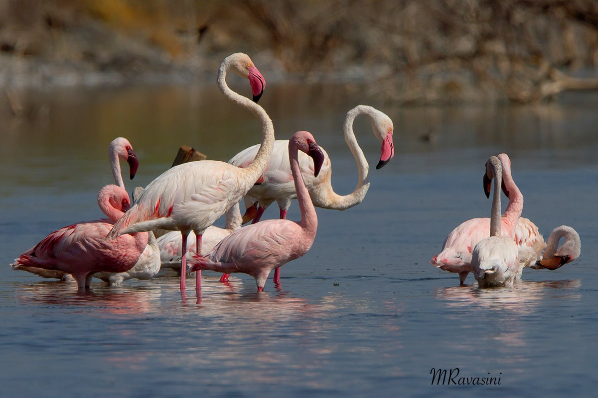 Greater Flamingo - Maurizio Ravasini