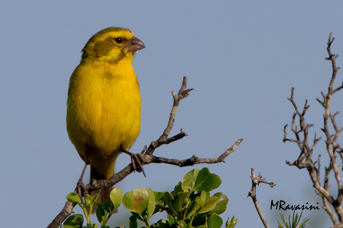 Yellow Canary - ML204351301