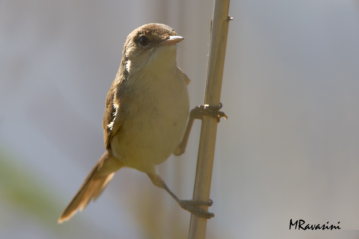 Common Reed Warbler (African) - ML204351381