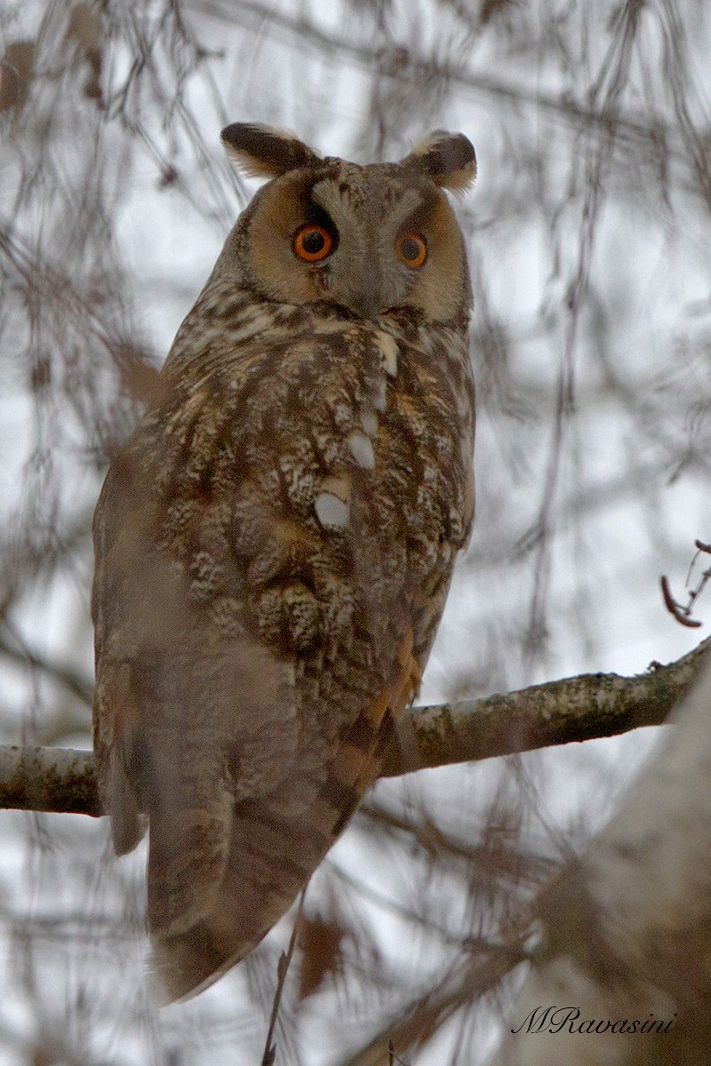 Long-eared Owl (Eurasian) - Maurizio Ravasini