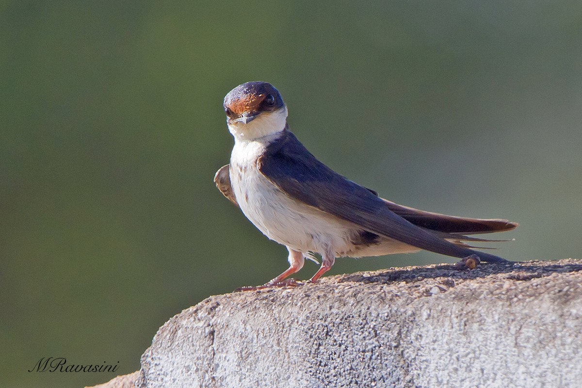 Ethiopian Swallow - Maurizio Ravasini