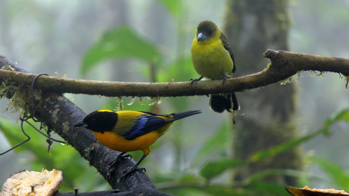 Black-chinned Mountain Tanager - Paul Bartlett