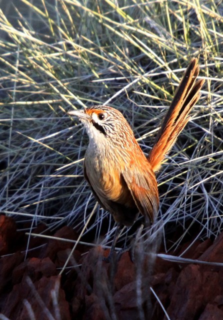 Rufous Grasswren (Pilbara) - Lindsay Hansch