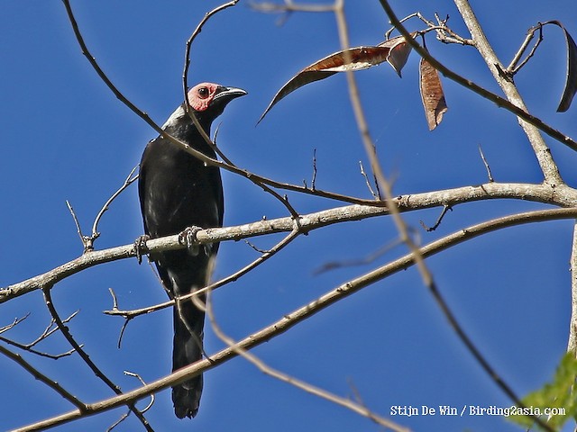 Photos - Coleto - Sarcops calvus - Birds of the World